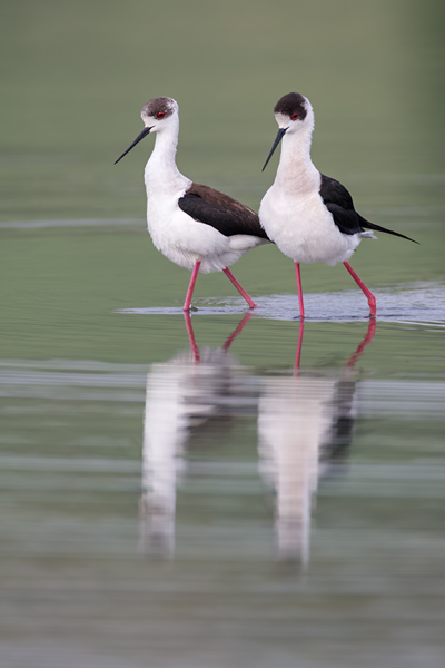 Stelzenlaeufer, Himantopus himantopus, Voegel, Vogel, Saebelschnaebler, Regenpfeiferartige, Lesvos, Lesbos, Paarung, Kopula