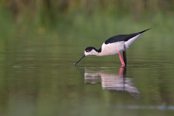 Stelzenlaeufer, Himantopus himantopus, Voegel, Vogel, Saebelschnaebler, Regenpfeiferartige, Lesvos, Lesbos, Paarung, Kopula