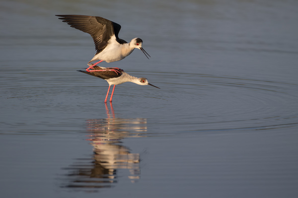 Stelzenlaeufer, Himantopus himantopus, Voegel, Vogel, Saebelschnaebler, Regenpfeiferartige, Lesvos, Lesbos, Paarung, Kopula