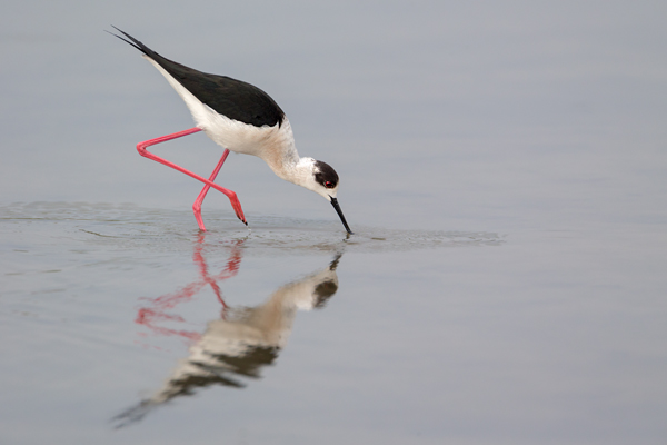 Stelzenlaeufer, Himantopus himantopus, Voegel, Vogel, Saebelschnaebler, Regenpfeiferartige, Lesvos, Lesbos, Paarung, Kopula
