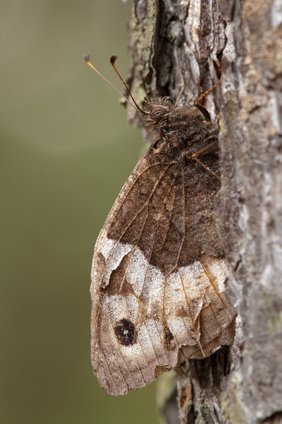 Kleiner Waldportier - Hipparchia hermione Tagfalter Augenfalter