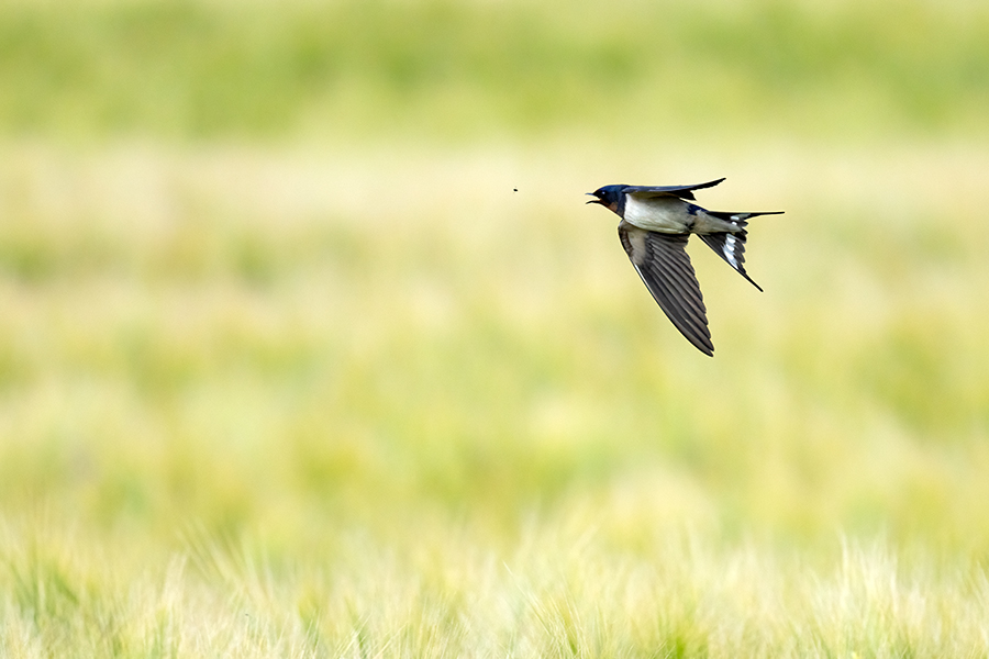 Rauchschwalbe - Hirundo rustica, Schwalbe, Eine Schwalbe macht noch keinen Sommer, Hirundinidae, Sachsen, Muldental, Grimma, Flugaufnahme, Schwalbe im Flug, Muldental, Grimma, richter-naturfotografie.de
