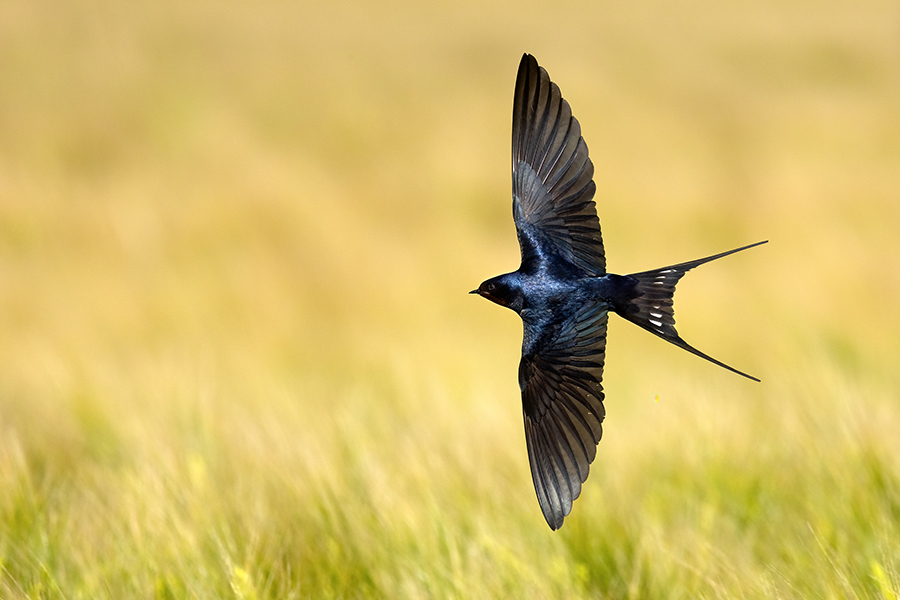 Rauchschwalbe - Hirundo rustica, Schwalbe, Eine Schwalbe macht noch keinen Sommer, Hirundinidae, Sachsen, Muldental, Grimma, Flugaufnahme, Schwalbe im Flug, Muldental, Grimma, richter-naturfotografie.de
