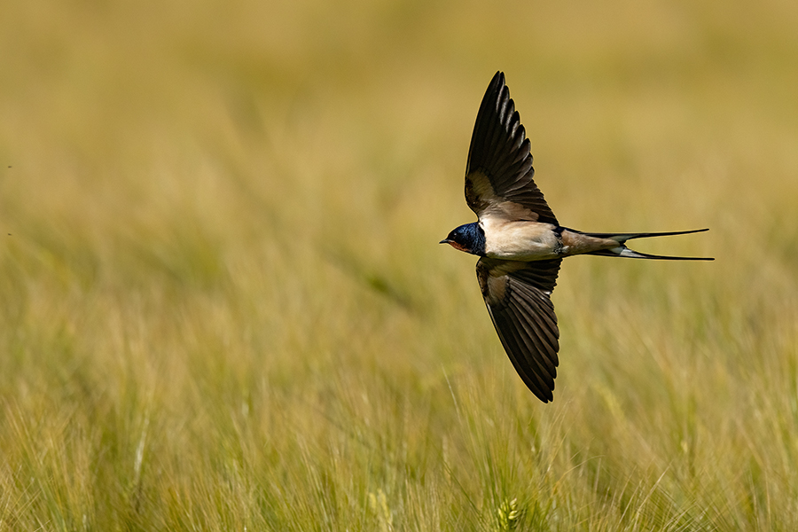 Rauchschwalbe - Hirundo rustica, Schwalbe, Eine Schwalbe macht noch keinen Sommer, Hirundinidae, Sachsen, Muldental, Grimma, Flugaufnahme, Schwalbe im Flug, Muldental, Grimma, richter-naturfotografie.de

