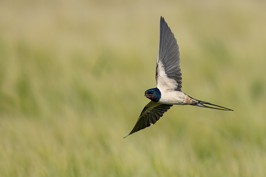 Rauchschwalbe - Hirundo rustica, Schwalbe, Eine Schwalbe macht noch keinen Sommer, Hirundinidae, Sachsen, Muldental, Grimma, Flugaufnahme, Schwalbe im Flug, Muldental, Grimma, richter-naturfotografie.de
