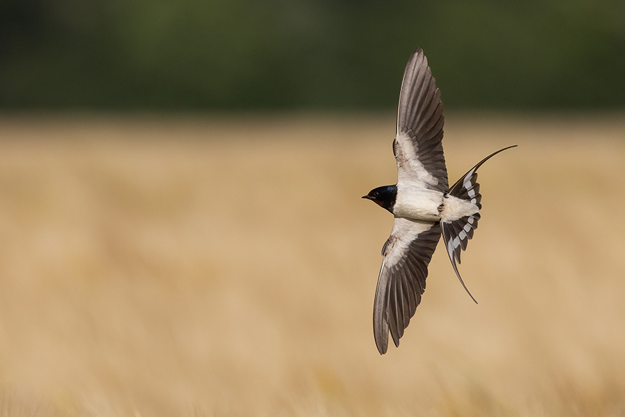 Rauchschwalbe - Hirundo rustica, Schwalbe, Eine Schwalbe macht noch keinen Sommer, Hirundinidae, Sachsen, Muldental, Grimma, Flugaufnahme, Schwalbe im Flug, Muldental, Grimma, richter-naturfotografie.de
