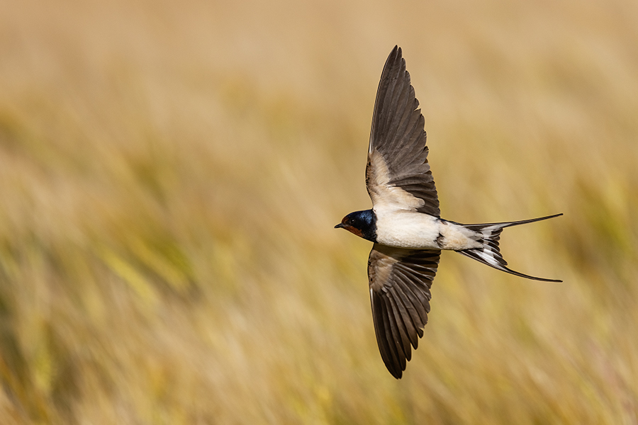 Rauchschwalbe - Hirundo rustica, Schwalbe, Eine Schwalbe macht noch keinen Sommer, Hirundinidae, Sachsen, Muldental, Grimma, Flugaufnahme, Schwalbe im Flug, Muldental, Grimma, richter-naturfotografie.de
