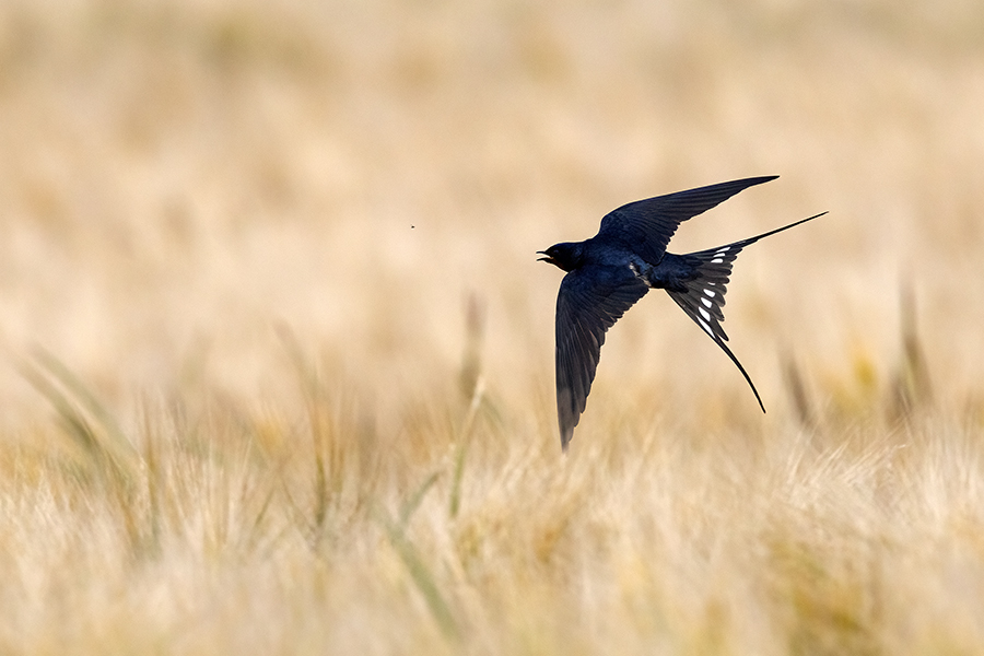 Rauchschwalbe - Hirundo rustica, Schwalbe, Eine Schwalbe macht noch keinen Sommer, Hirundinidae, Sachsen, Muldental, Grimma, Flugaufnahme, Schwalbe im Flug, Muldental, Grimma, richter-naturfotografie.de
