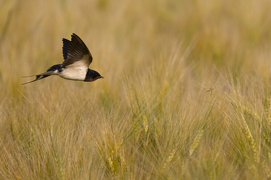 Rauchschwalbe - Hirundo rustica, Schwalbe, Eine Schwalbe macht noch keinen Sommer, Hirundinidae, Sachsen, Muldental, Grimma, Flugaufnahme, Schwalbe im Flug, Muldental, Grimma, richter-naturfotografie.de
