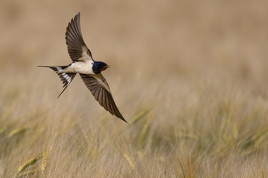 Rauchschwalbe - Hirundo rustica, Schwalbe, Eine Schwalbe macht noch keinen Sommer, Hirundinidae, Sachsen, Muldental, Grimma, Flugaufnahme, Schwalbe im Flug, Muldental, Grimma, richter-naturfotografie.de
