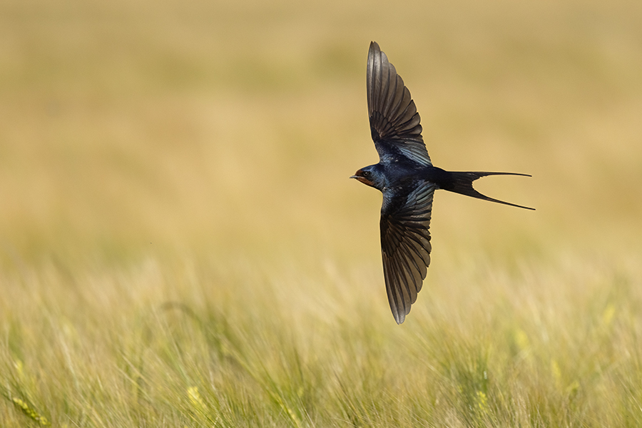 Rauchschwalbe - Hirundo rustica, Schwalbe, Eine Schwalbe macht noch keinen Sommer, Hirundinidae, Sachsen, Muldental, Grimma, Flugaufnahme, Schwalbe im Flug, Muldental, Grimma, richter-naturfotografie.de
