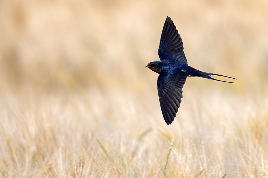 Rauchschwalbe - Hirundo rustica, Schwalbe, Eine Schwalbe macht noch keinen Sommer, Hirundinidae, Sachsen, Muldental, Grimma, Flugaufnahme, Schwalbe im Flug, Muldental, Grimma, richter-naturfotografie.de
