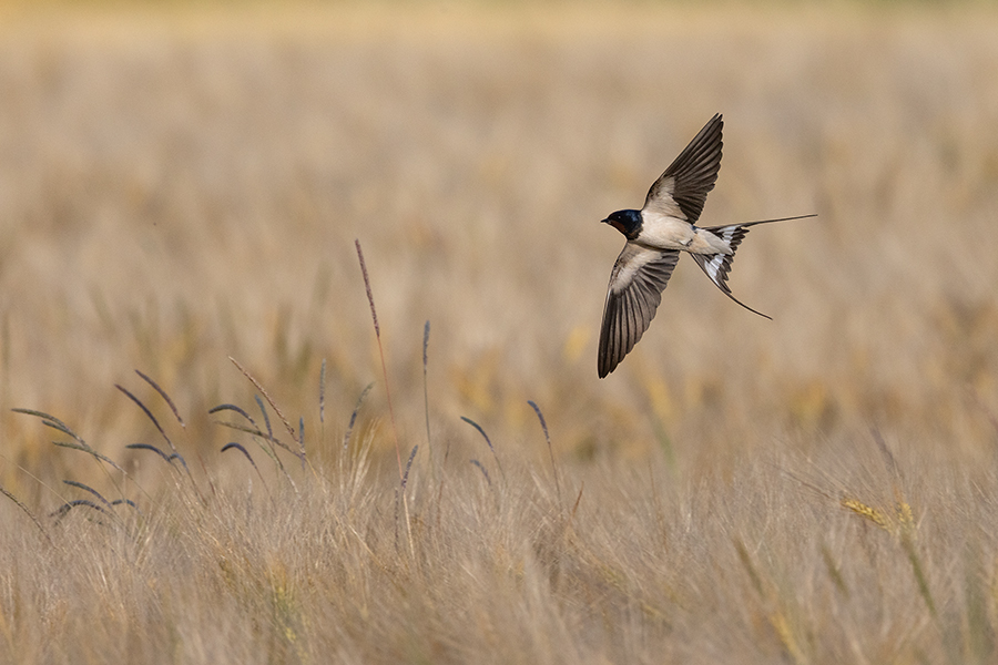 Rauchschwalbe - Hirundo rustica, Schwalbe, Eine Schwalbe macht noch keinen Sommer, Hirundinidae, Sachsen, Muldental, Grimma, Flugaufnahme, Schwalbe im Flug, Muldental, Grimma, richter-naturfotografie.de
