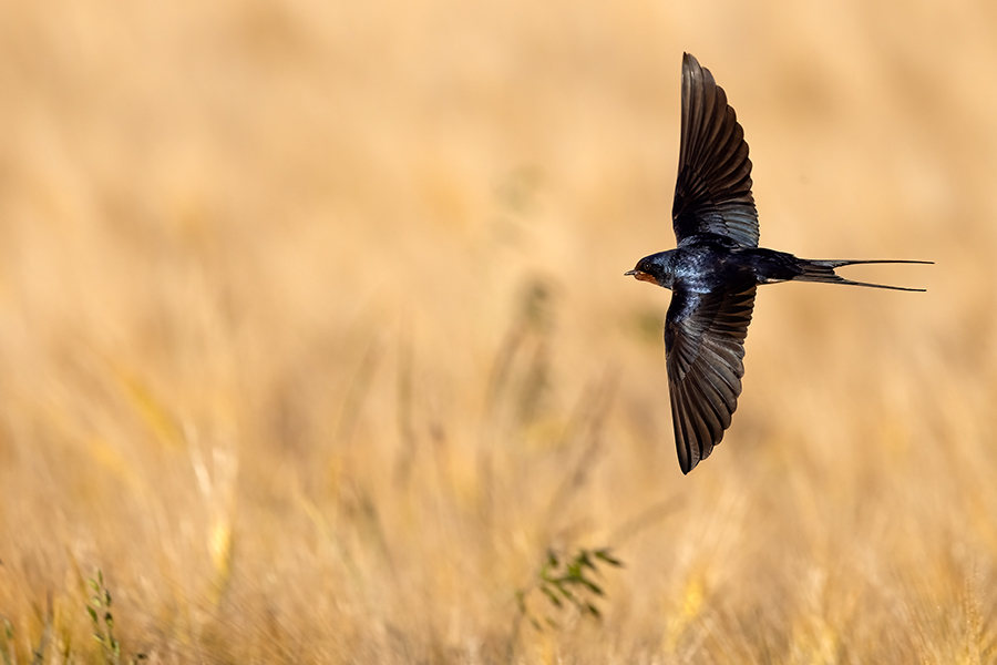 Rauchschwalbe - Hirundo rustica, Schwalbe, Eine Schwalbe macht noch keinen Sommer, Hirundinidae, Sachsen, Muldental, Grimma, Flugaufnahme, Schwalbe im Flug, Muldental, Grimma, richter-naturfotografie.de
