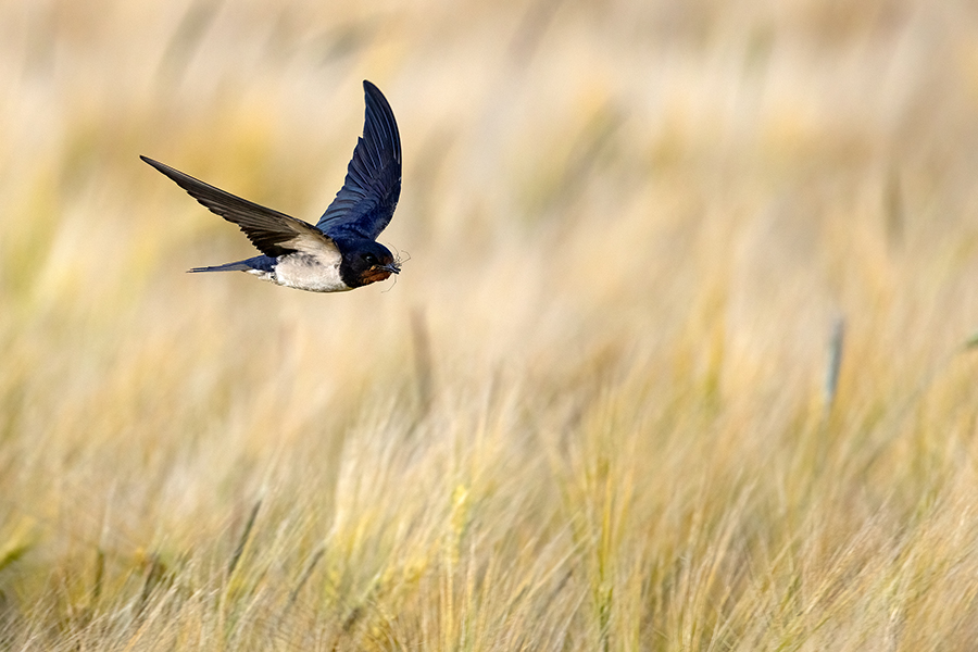 Rauchschwalbe - Hirundo rustica, Schwalbe, Eine Schwalbe macht noch keinen Sommer, Hirundinidae, Sachsen, Muldental, Grimma, Flugaufnahme, Schwalbe im Flug, Muldental, Grimma, richter-naturfotografie.de
