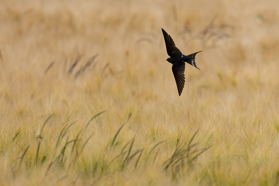 Rauchschwalbe - Hirundo rustica, Schwalbe, Eine Schwalbe macht noch keinen Sommer, Hirundinidae, Sachsen, Muldental, Grimma, Flugaufnahme, Schwalbe im Flug, Muldental, Grimma, richter-naturfotografie.de
