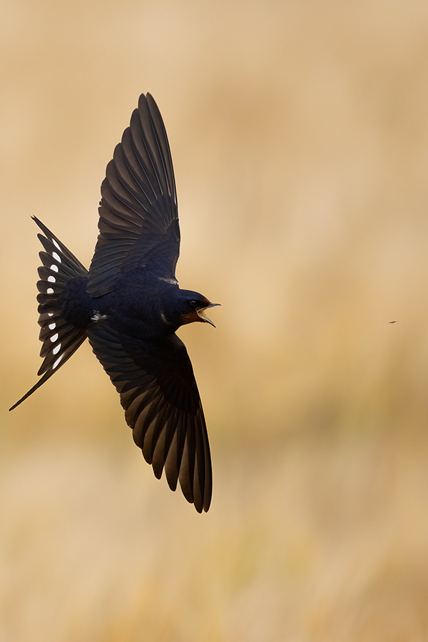 Rauchschwalbe - Hirundo rustica, Schwalbe, Eine Schwalbe macht noch keinen Sommer, Hirundinidae, Sachsen, Muldental, Grimma, Flugaufnahme, Schwalbe im Flug, Muldental, Grimma, richter-naturfotografie.de
