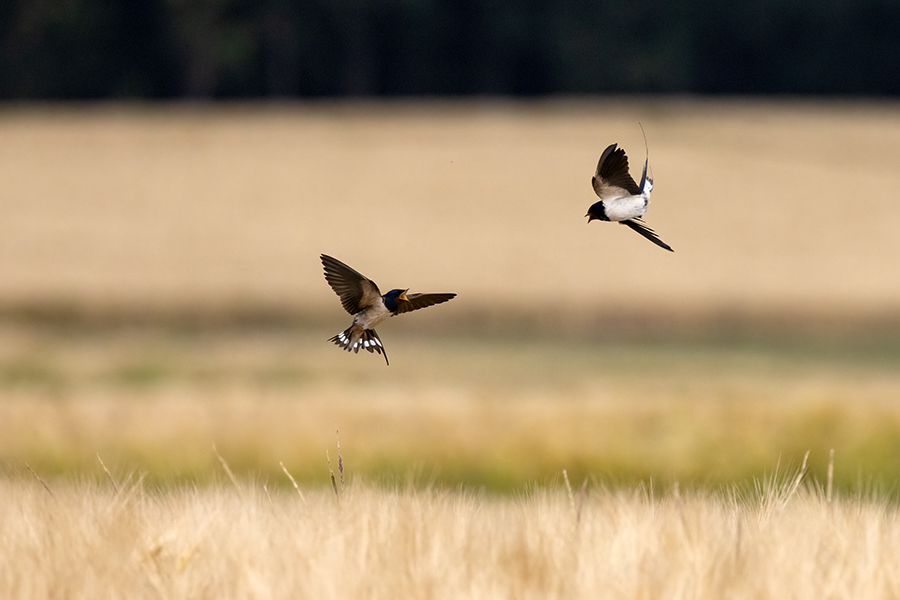 Rauchschwalbe - Hirundo rustica, Schwalbe, Eine Schwalbe macht noch keinen Sommer, Hirundinidae, Sachsen, Muldental, Grimma, Flugaufnahme, Schwalbe im Flug, Muldental, Grimma, richter-naturfotografie.de
