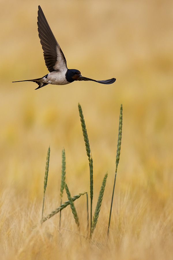 Rauchschwalbe - Hirundo rustica, Schwalbe, Eine Schwalbe macht noch keinen Sommer, Hirundinidae, Sachsen, Muldental, Grimma, Flugaufnahme, Schwalbe im Flug, Muldental, Grimma, richter-naturfotografie.de
