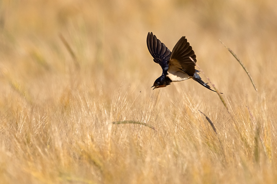Rauchschwalbe - Hirundo rustica, Schwalbe, Eine Schwalbe macht noch keinen Sommer, Hirundinidae, Sachsen, Muldental, Grimma, Flugaufnahme, Schwalbe im Flug, Muldental, Grimma, richter-naturfotografie.de

