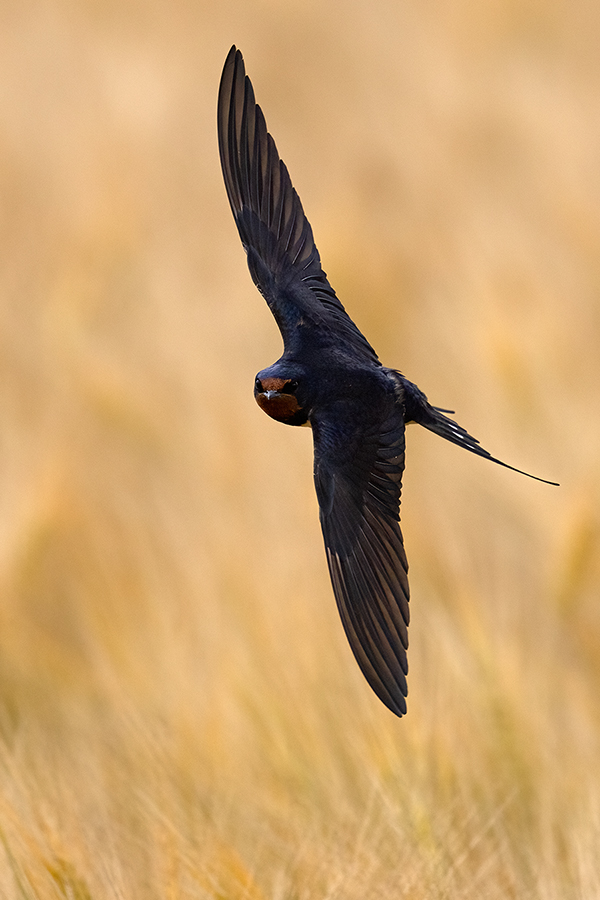 Rauchschwalbe - Hirundo rustica, Schwalbe, Eine Schwalbe macht noch keinen Sommer, Hirundinidae, Sachsen, Muldental, Grimma, Flugaufnahme, Schwalbe im Flug, Muldental, Grimma, richter-naturfotografie.de
