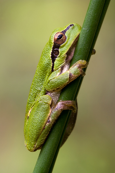 Laubfrosch - Hyla arborea