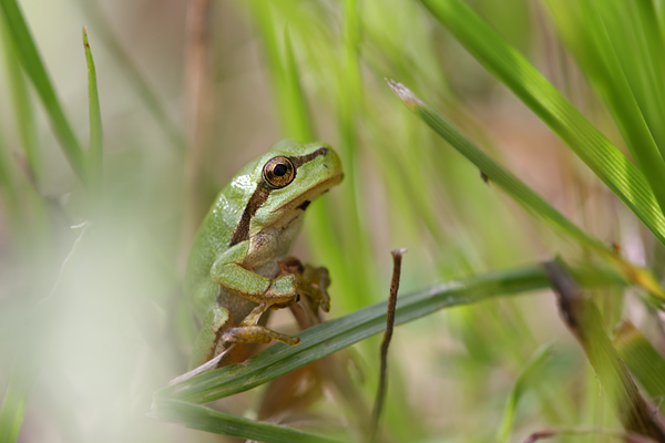 Laubfrosch - Hyla arborea