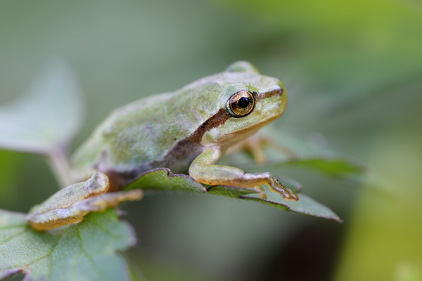 Laubfrosch - Hyla arborea