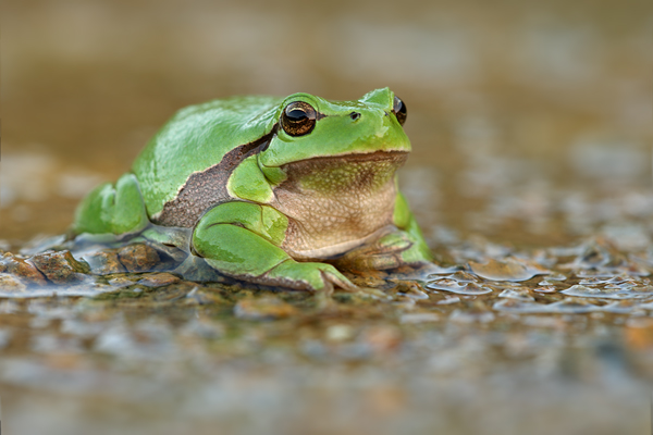 Laubfrosch - Hyla arborea