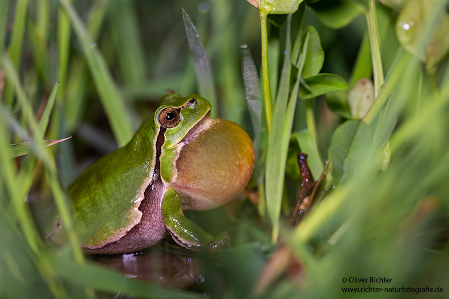 Hyla arborea, Laubfrosch, Schallblase, Grimma, Muldental, Sachsen, Richter-naturfotografie.de, Amphibien, Froschlurch, Anura, Hyla, Hylidae