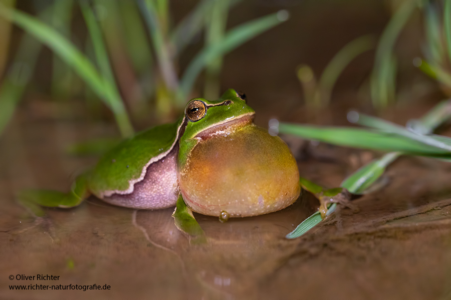 Hyla arborea, Laubfrosch, Schallblase, Grimma, Muldental, Sachsen, Richter-naturfotografie.de, Amphibien, Froschlurch, Anura, Hyla, Hylidae
