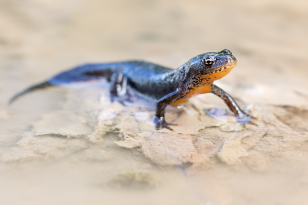 Bergmolch - Ichthyosaura alpestris Molche, Molche, Schwanzlurche, Salamanderverwandte, Echte Salamander, 
Ichthyosaura