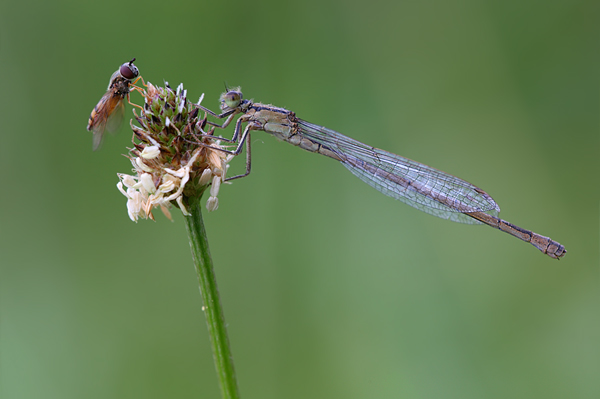 Große Pechlibelle - Ischnura elegans