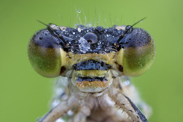 Große Pechlibelle - Ischnura elegans