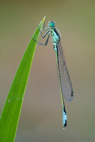 Große Pechlibelle - Ischnura elegans