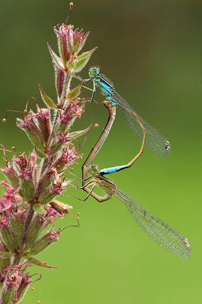 Große Pechlibelle - Ischnura elegans