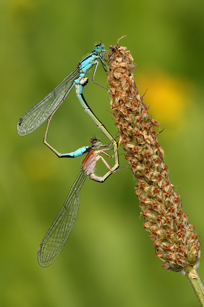 Paarungsrad der Großen Pechlibelle - Ischnura elegans