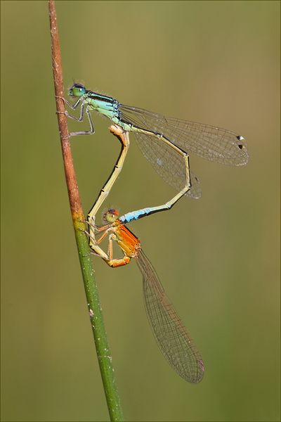Kleine Pechlibelle - Ischnura pumilio Schlanklibellen Kleinlibellen Sachsen Odonata Insekten Grimma