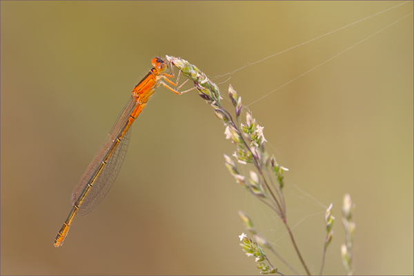 Kleine Pechlibelle - Ischnura pumilio Schlanklibellen Kleinlibellen Sachsen Odonata Insekten Grimma