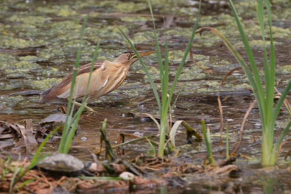 Zwergdommel, Ixobrychus minutus, Dommel, Reiher, Schreitvoegel, Zwergdommeln, Levos, Lesbos
