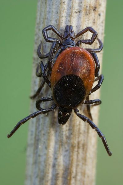 Gemeiner Holzbock - Ixodes ricinus
