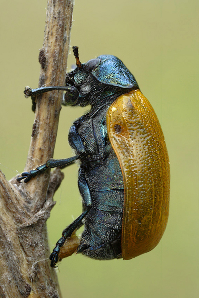 Labidostomis humeralis