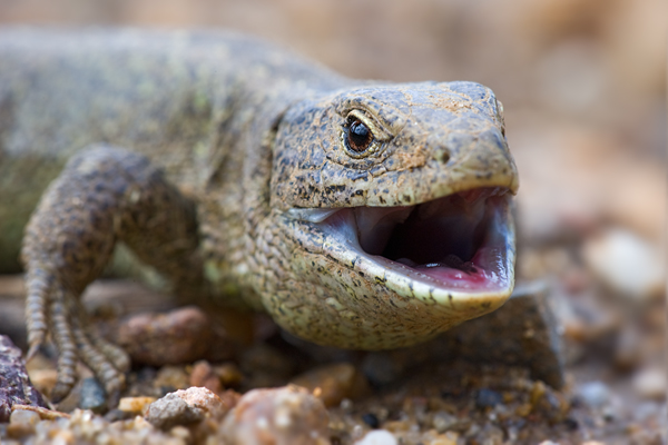Zauneidechse - Lacerta agilis