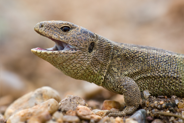 Zauneidechse - Lacerta agilis