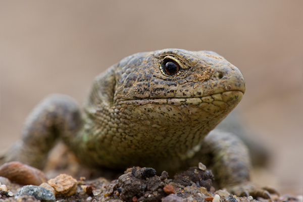 Zauneidechse - Lacerta agilis