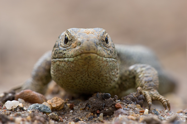 Zauneidechse - Lacerta agilis Sachsen Reptilien Eidechse Echsen