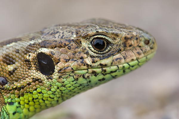 Zauneidechse - Lacerta agilis