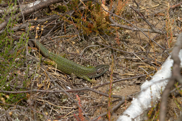 Oestliche Smaragdeidechse - Lacerta viridis Brandenburg Echsen Reptilien Eidechsen
