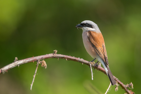 Neuntoeter, Lanius collurio, Weibchen, Maennchen, Singvoegel, Sachsen, Voegel Rotrueckenwuerger, Wuerger, Speiballen
