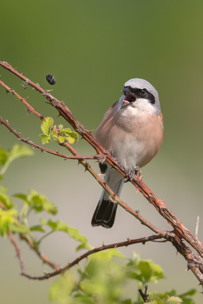 Neuntoeter - Lanius collurio - Weibchen Singvoegel Sachsen Voegel Rotrueckenwuerger Wuerger 